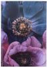 Книга записна А4 Axent Flora в клітинку