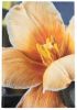 Книга записна А4 Axent Flora в клітинку